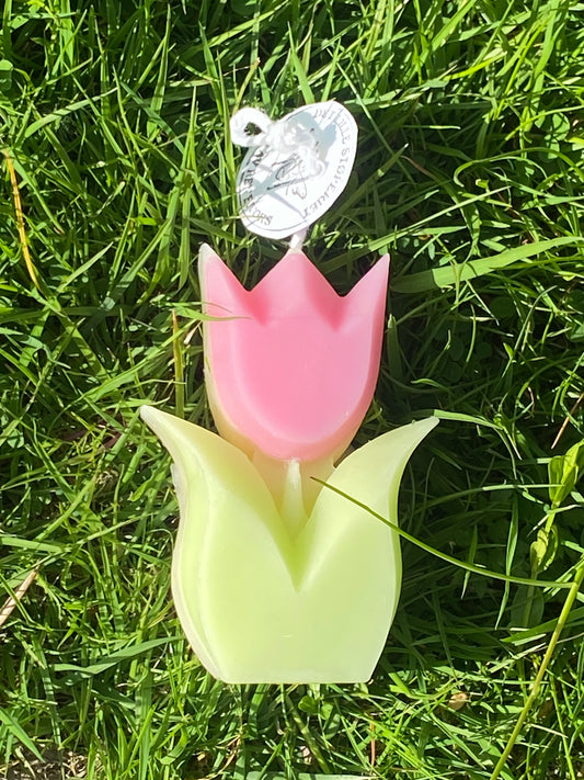 Tulipanlys rosa